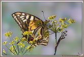 Machaon